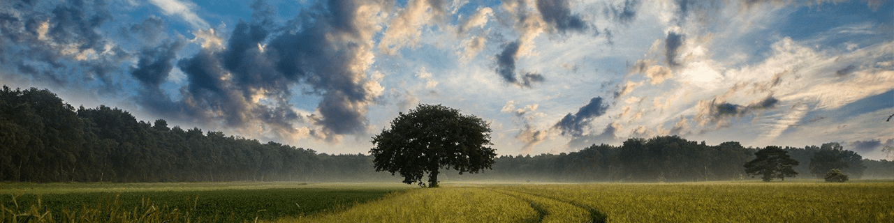 Naturschutzgebiet Baum und Feld und Himmel